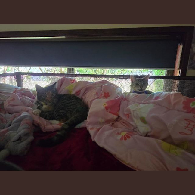 Photo of Daisy