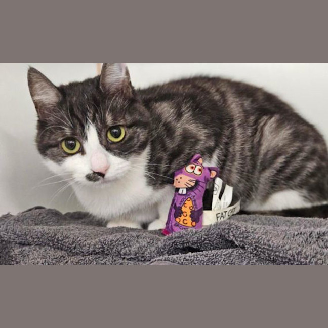 Photo of Meowgaret