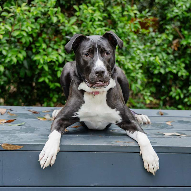 Photo of Goose