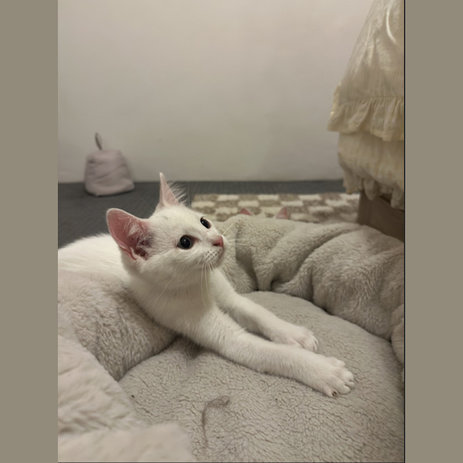 Photo of Paneer (With Halloumi)