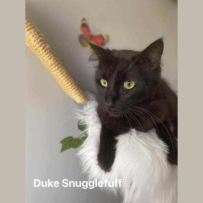 Photo of Duke Snugglefluff