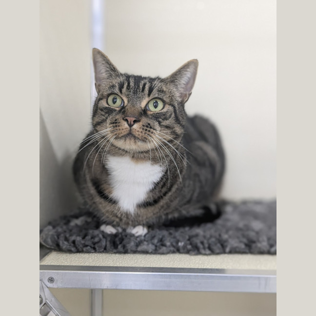 Photo of 🎮 Nippet 5903 🎮