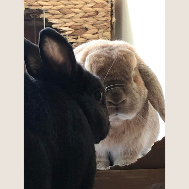 Photo of Fluffy (With Peter)