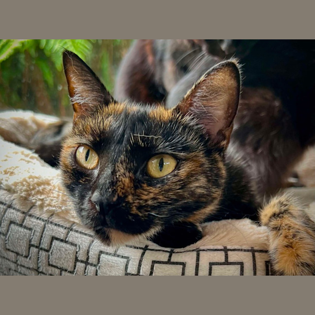 Photo of Arya