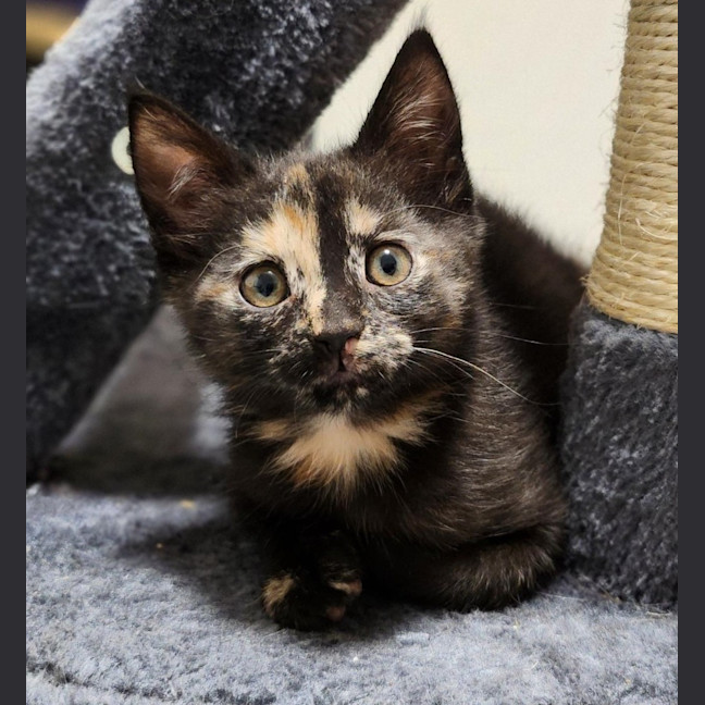 Photo of Twix