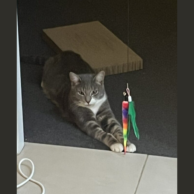 Photo of Dash