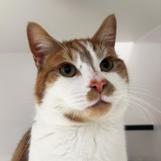 Photo of Scramble Rsta014103