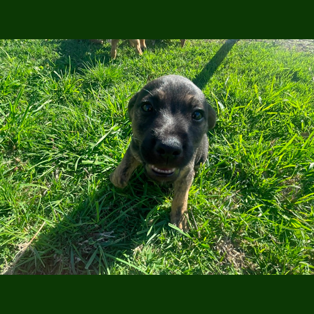 Photo of Buckley