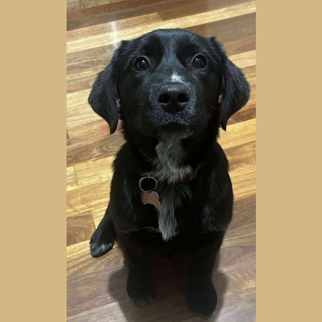Photo of Roxie