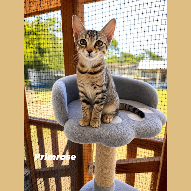 Photo of Primrose