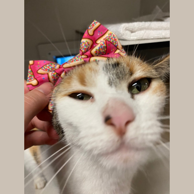 Photo of Molly