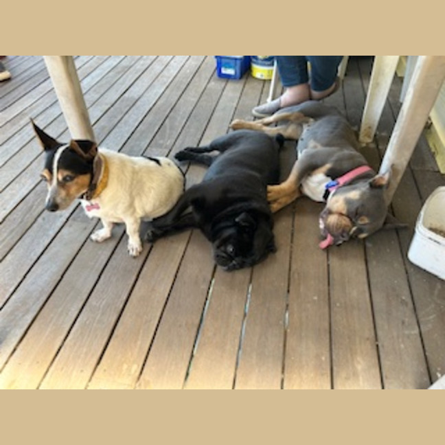 Photo of Nala   1.5 Year Old Bulldog X