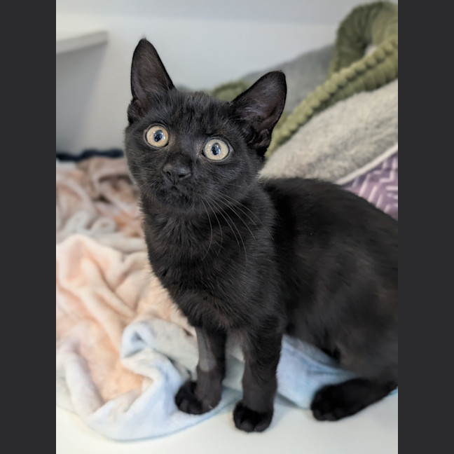 Photo of Rue