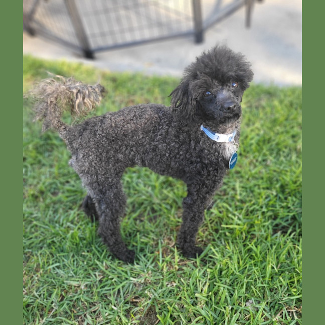 Photo of Cutie Patootie