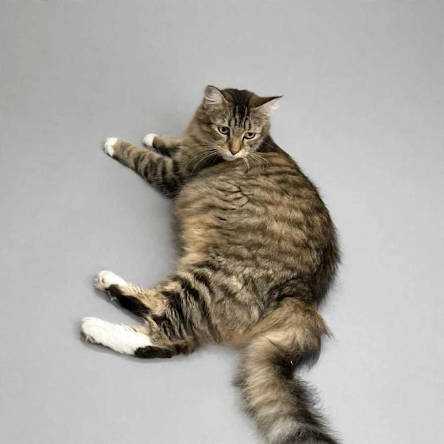 Photo of Luna