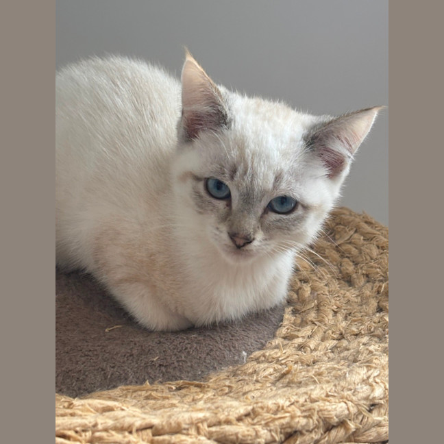 Photo of Alaska Meet Me@Petstock Mornington Nepean Hwy