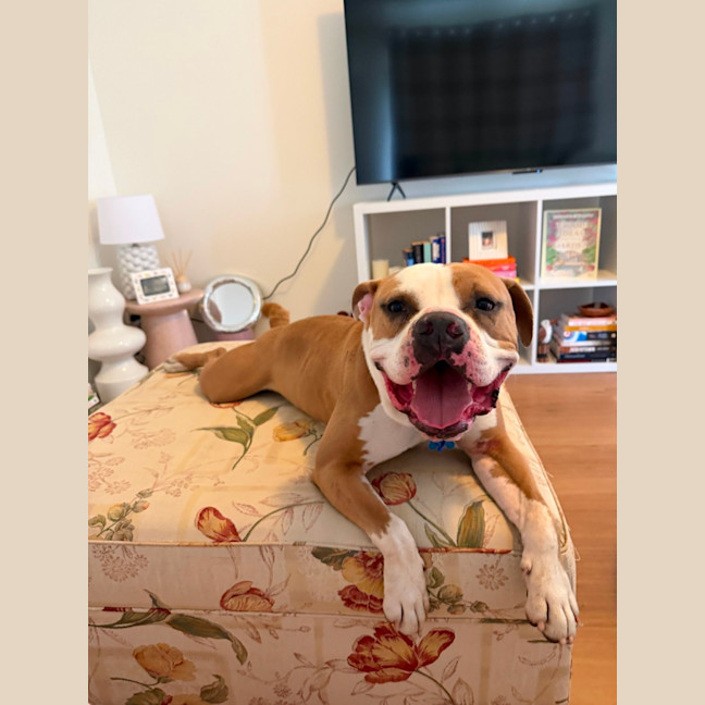 Photo of Scooby   2 Year Old American Bulldog