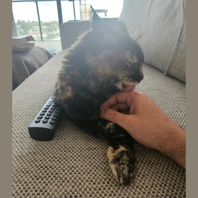 Photo of Gypsy   In Foster Care In Cremorne