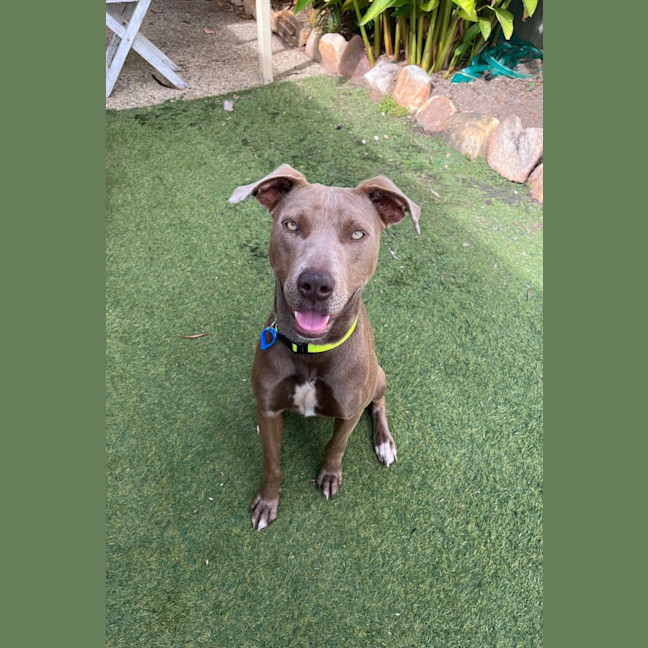 Photo of Pip