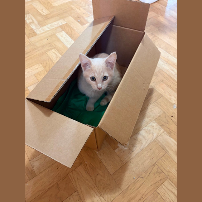 Photo of Lily