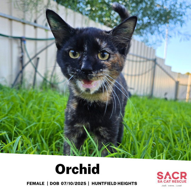 Photo of Orchid