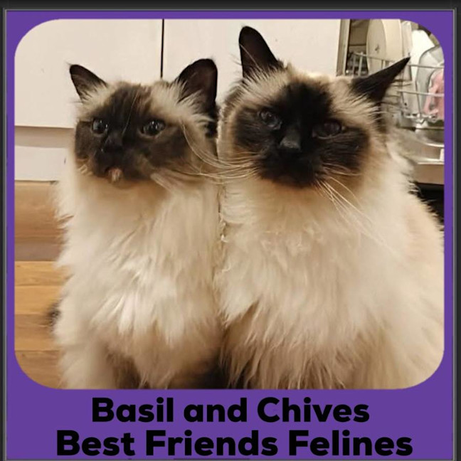 Photo of Basil And Chives 