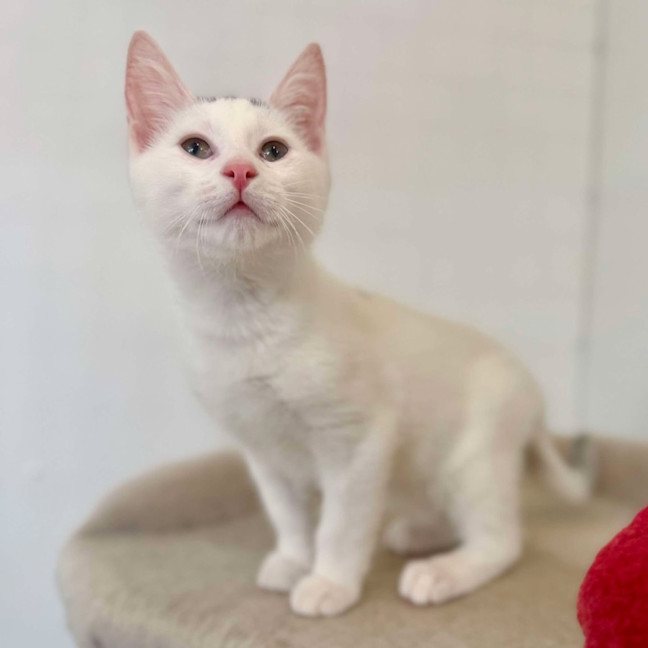 Photo of Bernie   Located In Bellfield