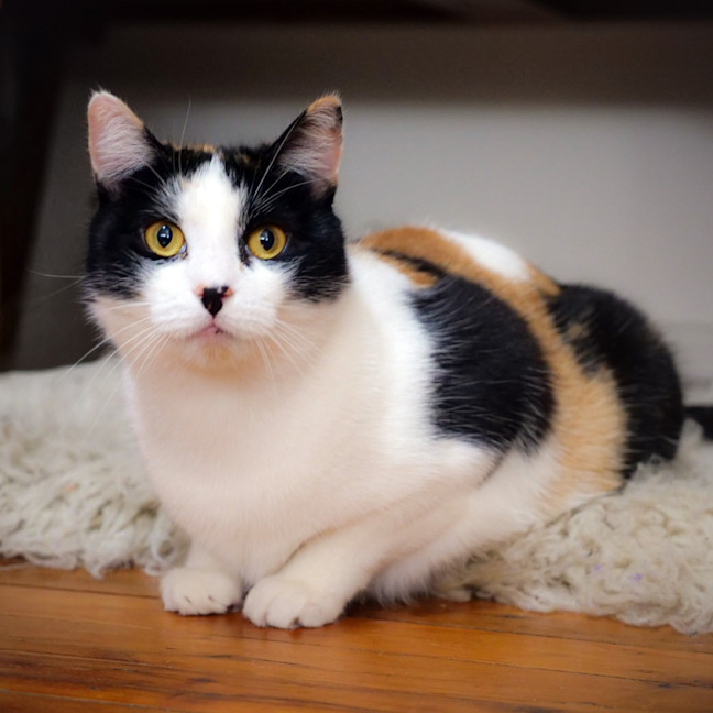 Photo of Jennifer Meowsu