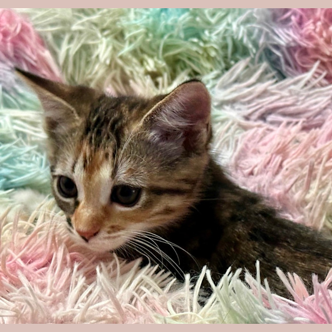 Photo of Aurora 🌺🌞