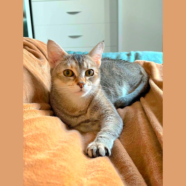 Photo of Nymeria 
