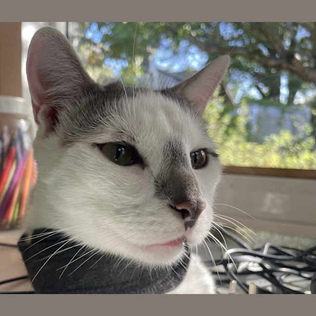 Photo of Archie