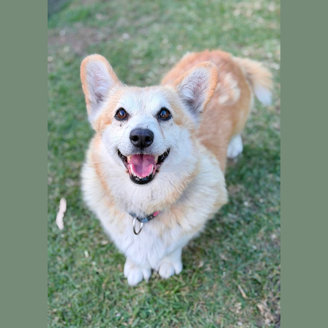 Photo of Queenie