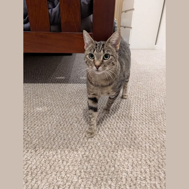 Photo of Gracie Meet Me@Petstock Chelsea Store