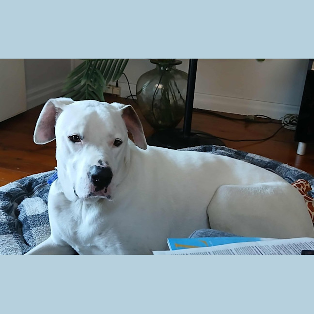 Photo of Baxter   5 Year Old Bullmastiff