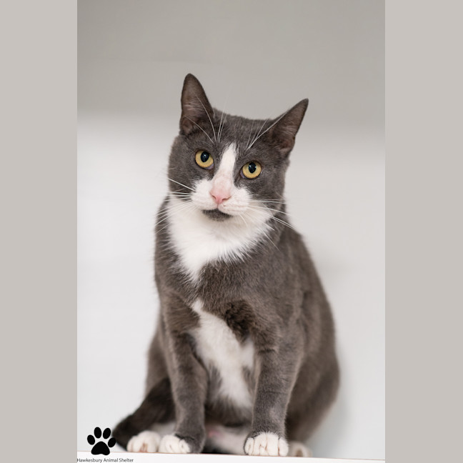 Photo of Buttercup