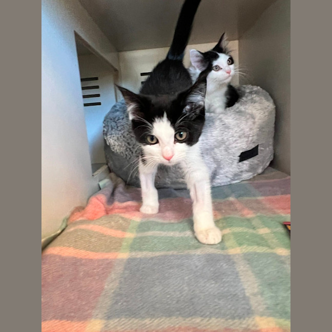 Photo of Cookies And Cream