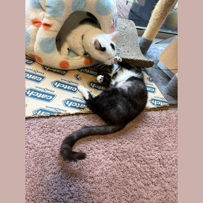 Photo of Maisie