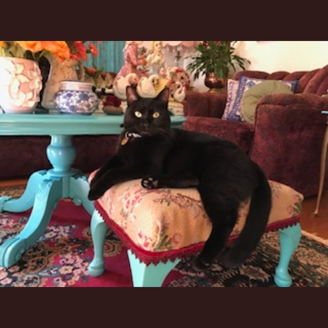 Photo of Luna Kitty   In Foster Care In Mount Martha