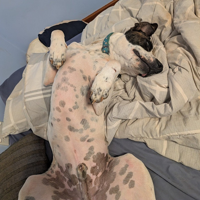 Photo of Chunk