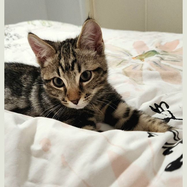 Photo of Mister Mason Munchy 