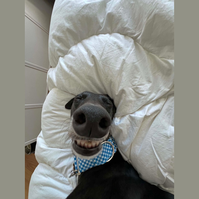 Photo of Ruby, The Greyhound