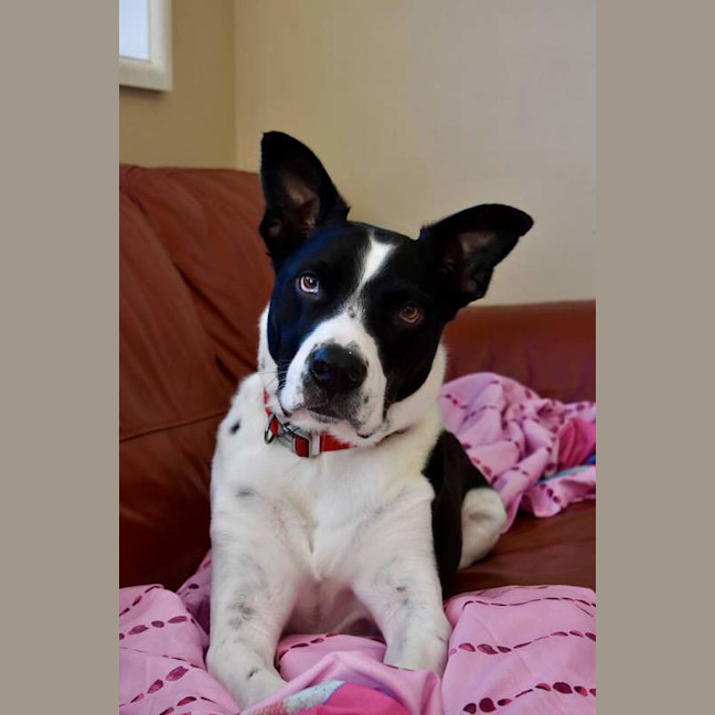 Photo of Dozer