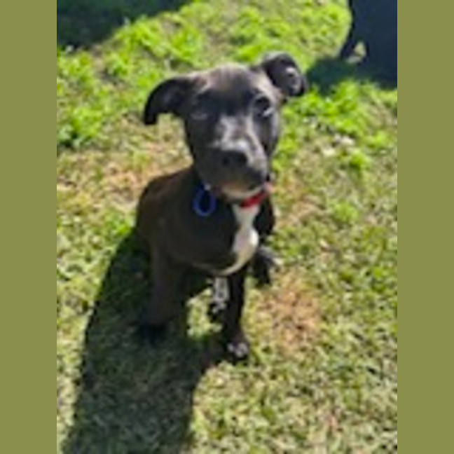 Photo of Tux   4 Month Old Staffy X