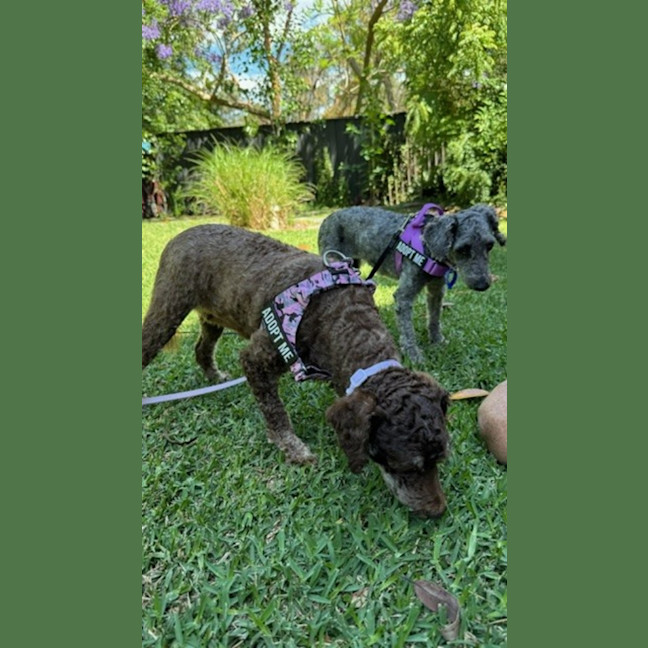 Photo of Coco & Bubbles   3 & 1 Yo Toy Poodle