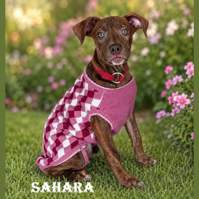 Photo of Sahara