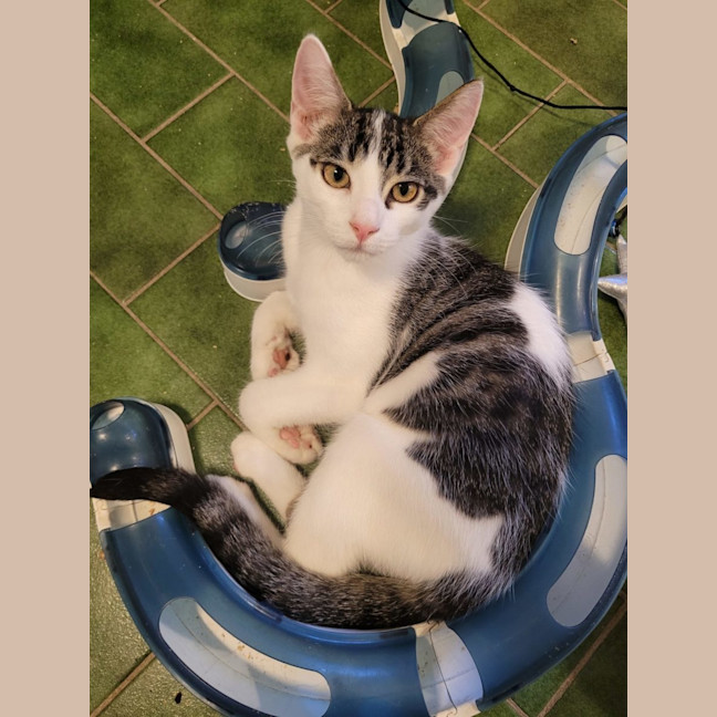 Photo of Phoenix