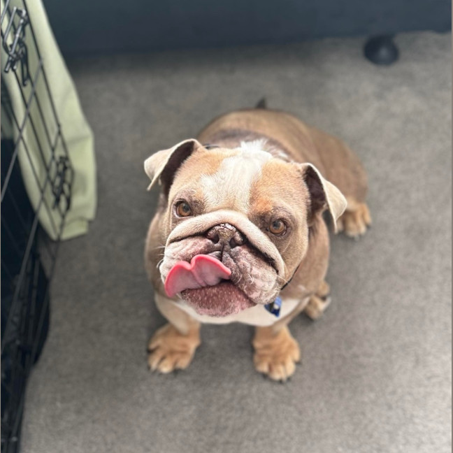 Photo of Charlie   5 Year Old British Bulldog (Trial)