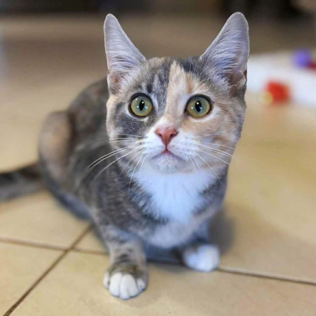 Photo of 12247   Cinnamon