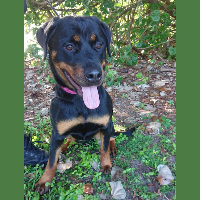 Photo of Cora