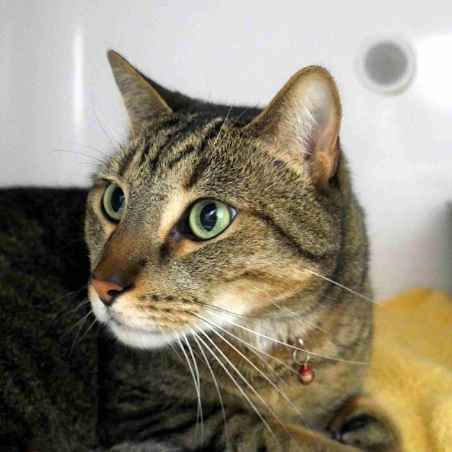 Photo of Nitro Sta013446 & Turbo Sta013447